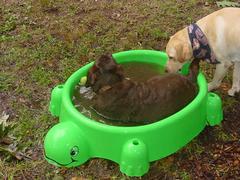 One dog's bath was another's cool drink of water in the park Saturday.