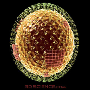 3d_model_biology_influenza_web2.jpg